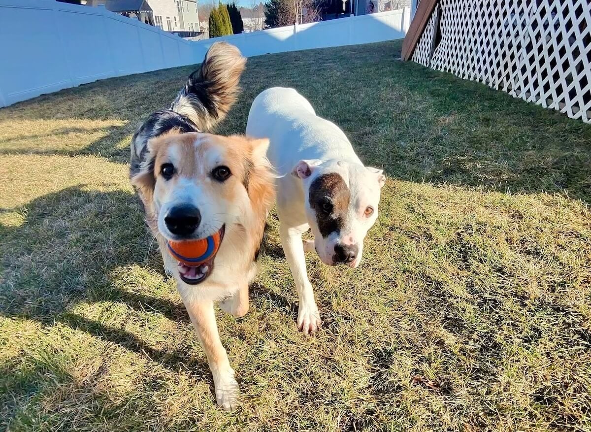 Dogs cared for by Paige's In-Home Pet Care