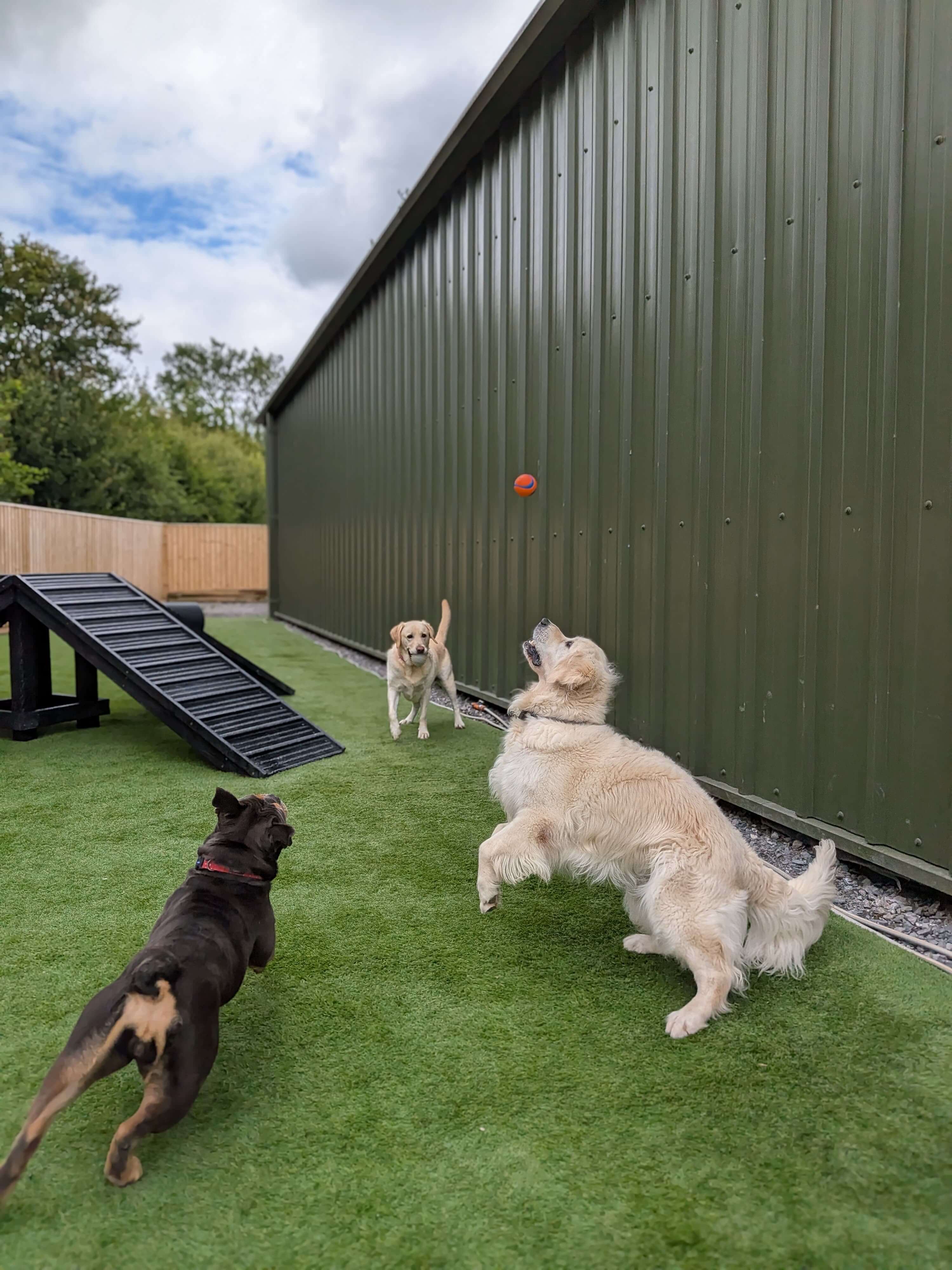 Dogs playing in The Paw Path's outdoor daycare area