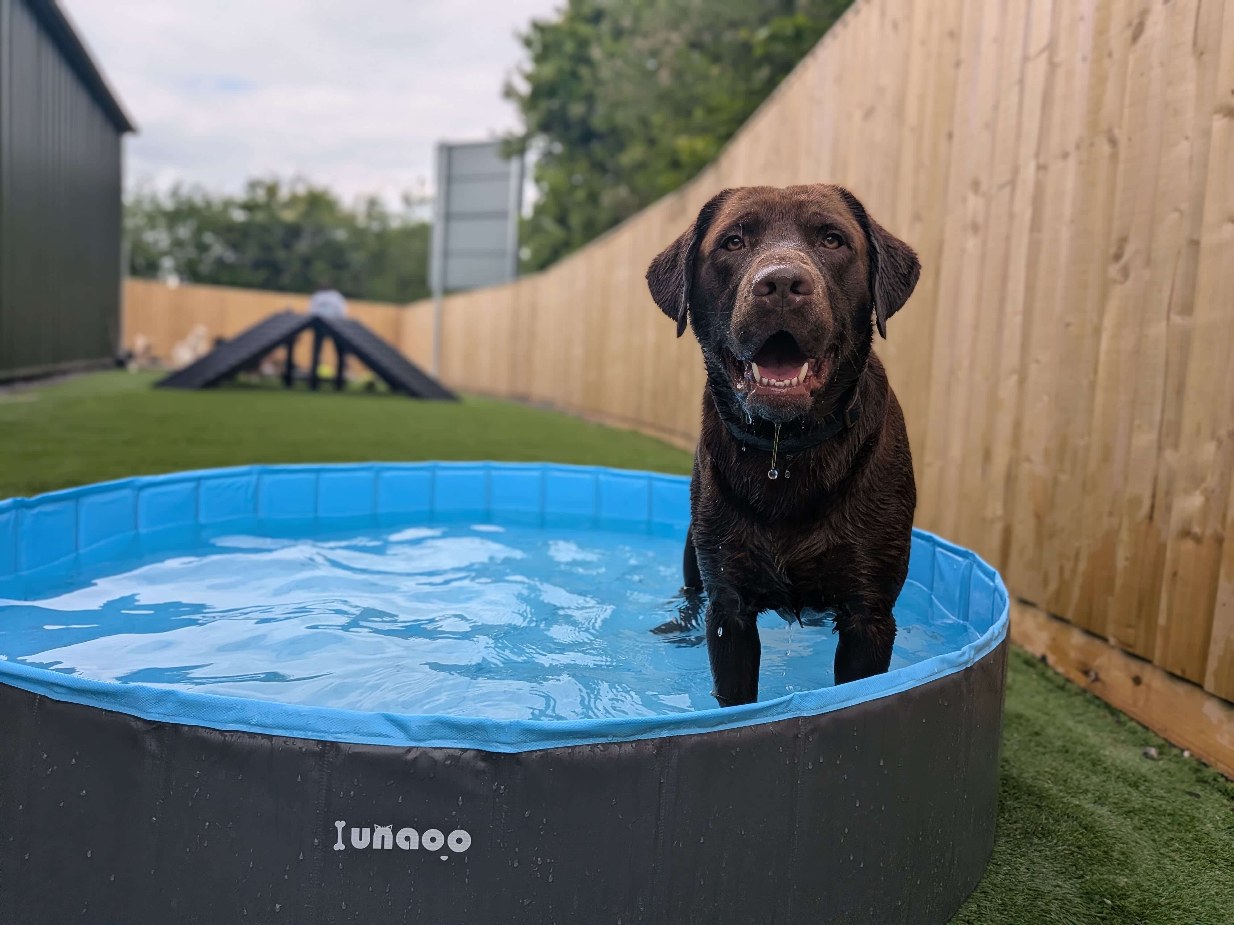 Two dogs playing in a sandpit at The Paw Path