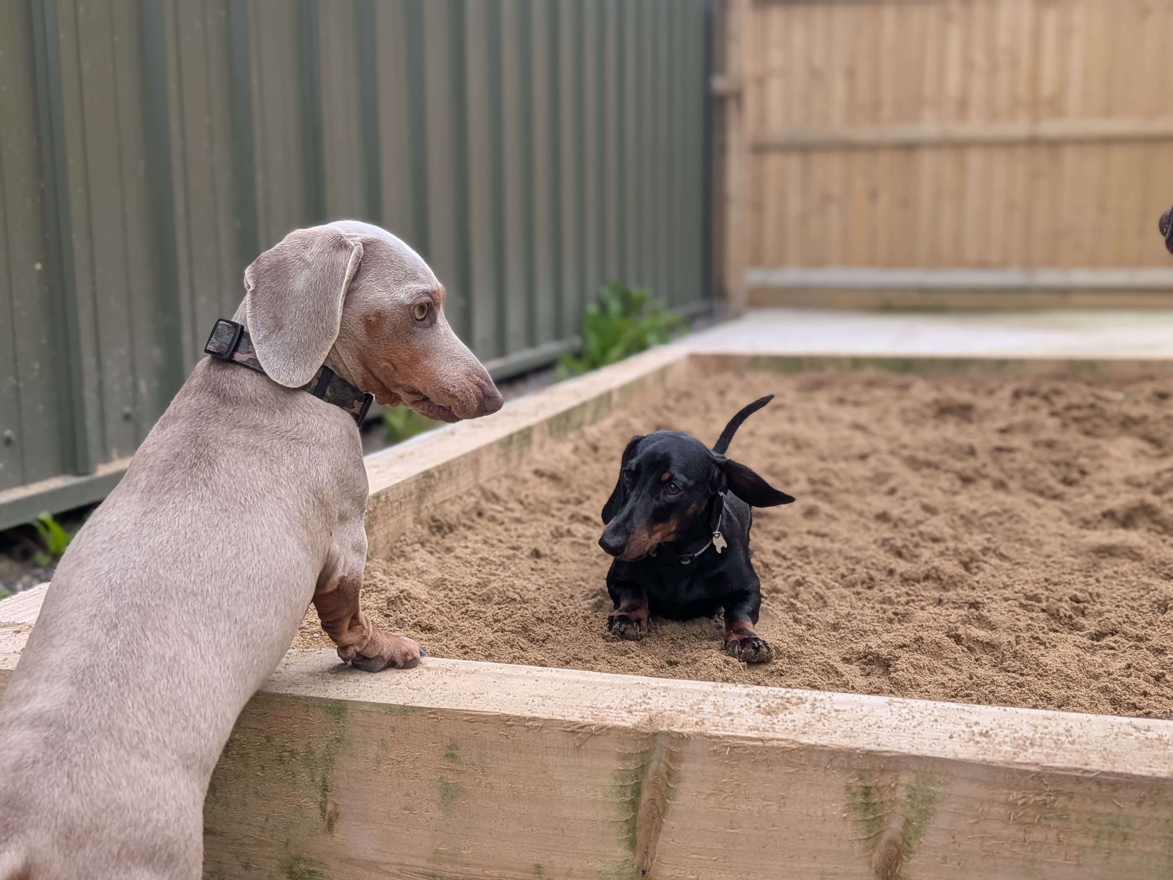 A dog standing in a paddling pool at The Paw Path