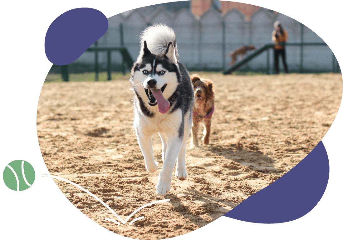 dogs running at pet care facility